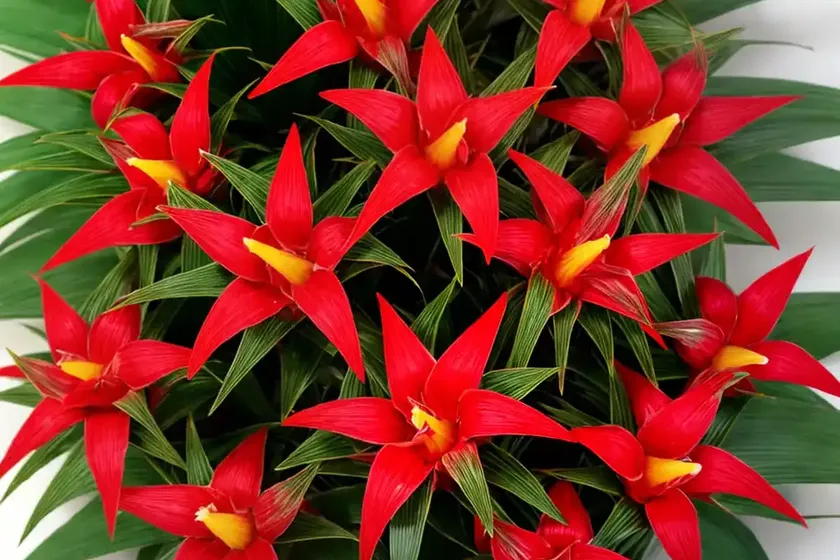 Scarlet star guzmania lingulata (guzmania lingulata ) — photo 2