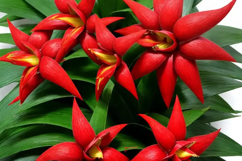 Scarlet star guzmania lingulata (guzmania lingulata ) — photo 3