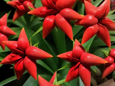 Scarlet Star Guzmania Lingulata (Guzmania Lingulata )