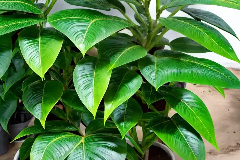 Schefflera amate (schefflera actinophylla) — photo 3