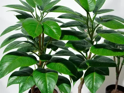 Schefflera Amate (Schefflera Actinophylla)
