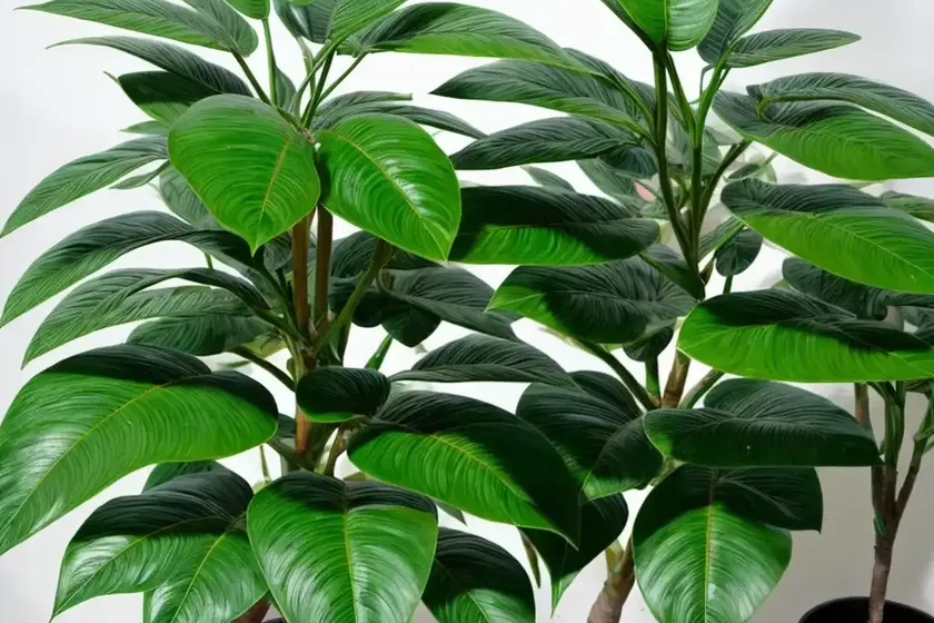 Schefflera amate (schefflera actinophylla)
