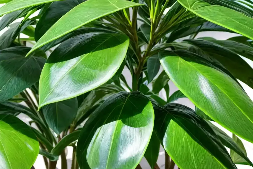 Schefflera (umbrella) (schefflera actinophylla) — photo 2