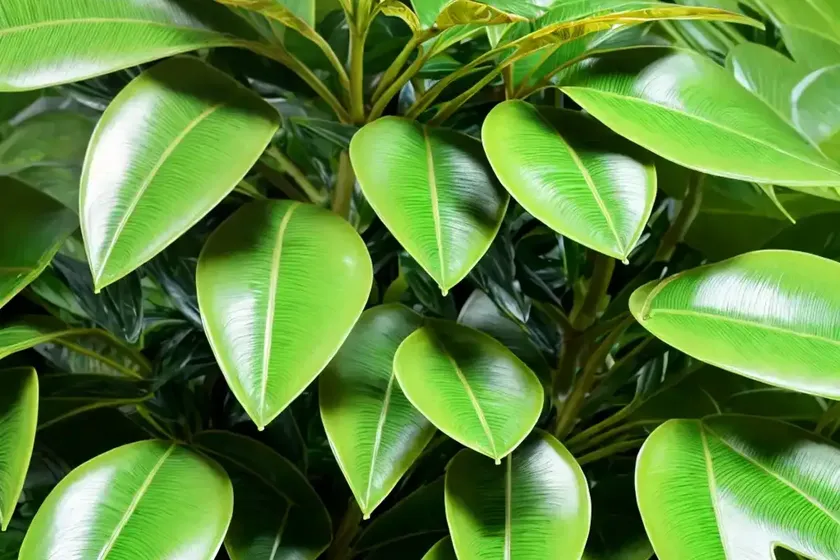 Schefflera (umbrella) (schefflera actinophylla) — photo 3