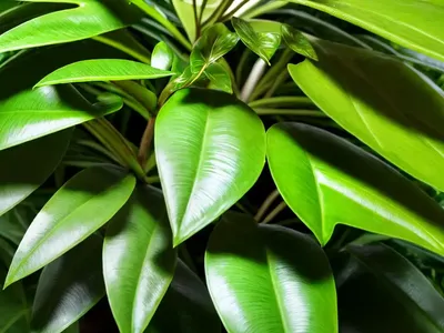 Schefflera (Umbrella) (Schefflera Actinophylla)