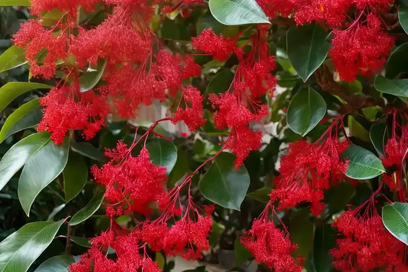 Schisandra chinensis (magnolia vine) — photo 2