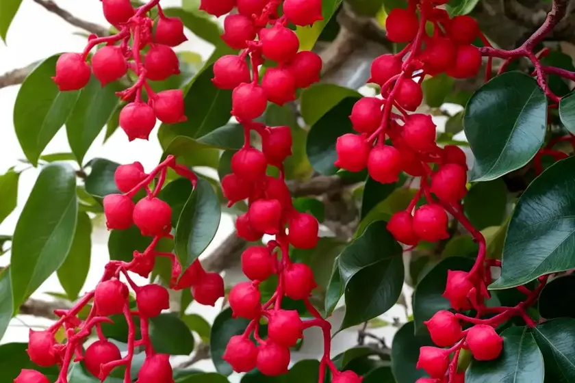 Schisandra chinensis (magnolia vine) — photo 3