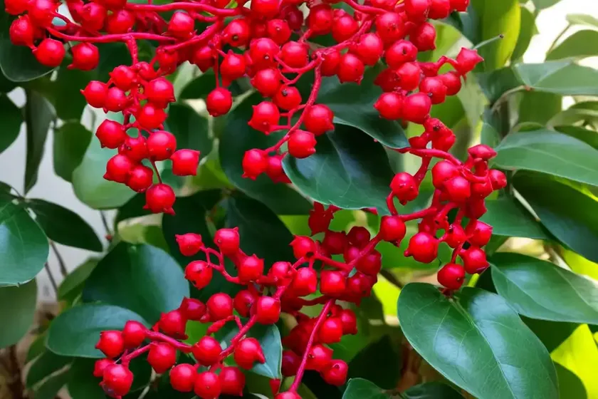 Schisandra (schisandra rubriflora) — photo 3