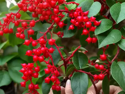 Schisandra (Schisandra Rubriflora)