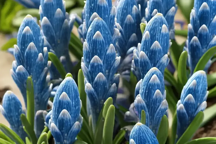 Scilla bifolia (alpine squill) — photo 3