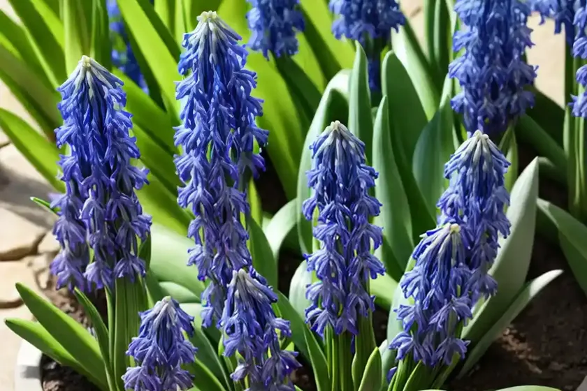 Scilla hyacinthoides (nectaroscilla hyacinthoides) — photo 2