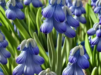 Scilla Hyacinthoides (Nectaroscilla Hyacinthoides)