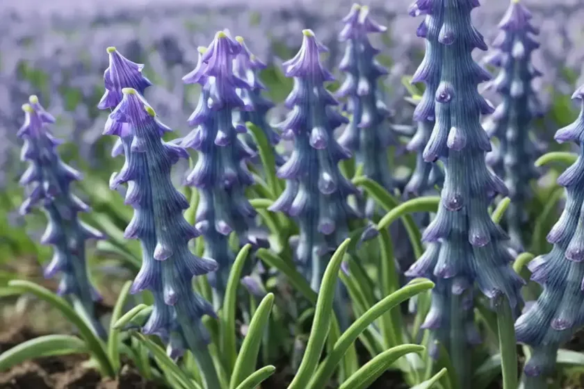 Scilla litardierei (amethyst meadow squill) — photo 2