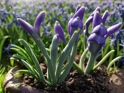 Scilla Litardierei (Amethyst Meadow Squill)