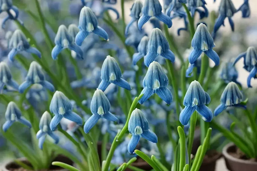 Scilla madeirensis (madeiran squill) — photo 2