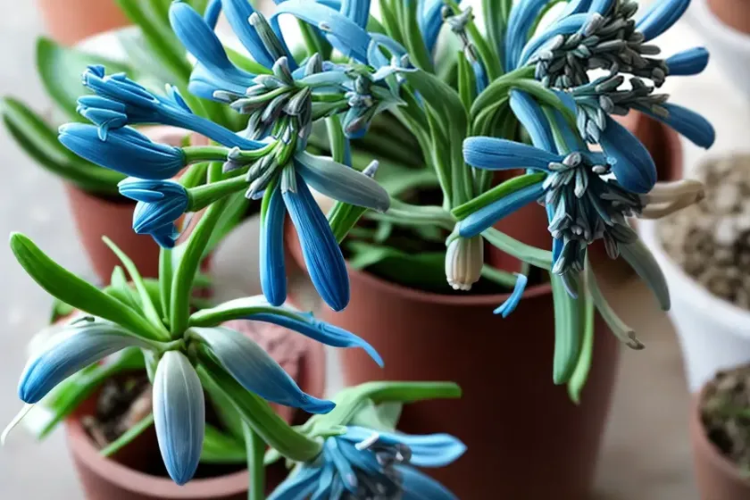 Scilla madeirensis (madeiran squill) — photo 3
