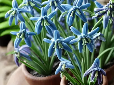 Scilla Madeirensis (Madeiran Squill)