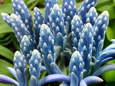 Scilla Mischtschenkoana ‘Tubergeniana’ (White Squill)