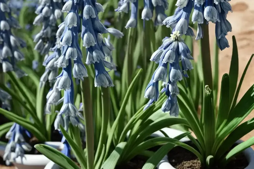 Scilla peruviana (portuguese squill) — photo 3