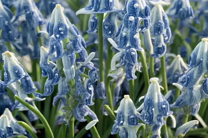 Scilla siberica ‘alba’ (siberian squill) — photo 2
