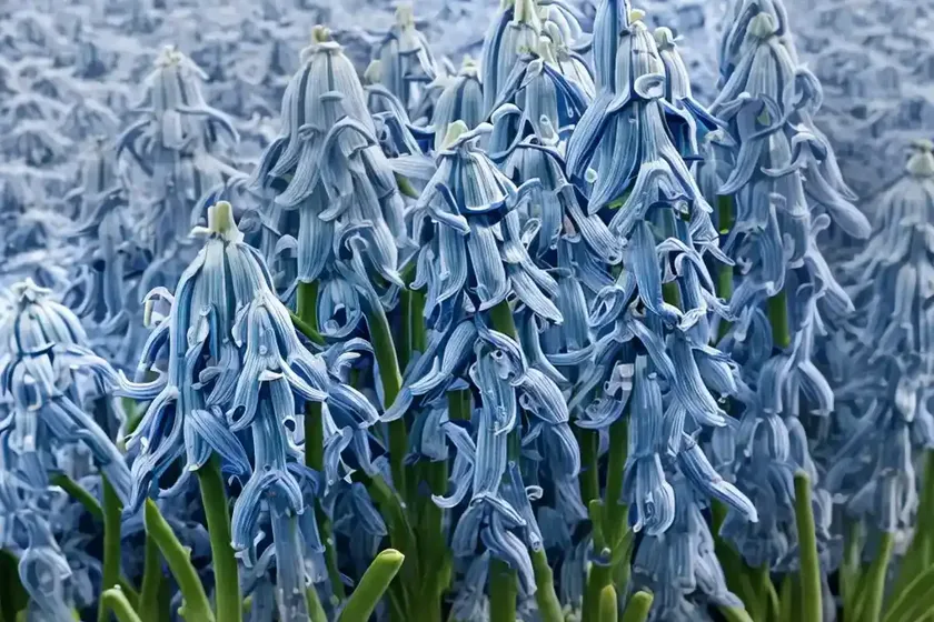 Scilla siberica ‘alba’ (siberian squill) — photo 3