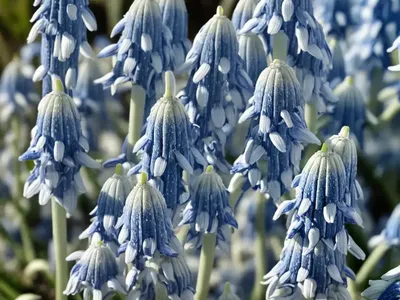 Scilla Siberica ‘Alba’ (Siberian Squill)