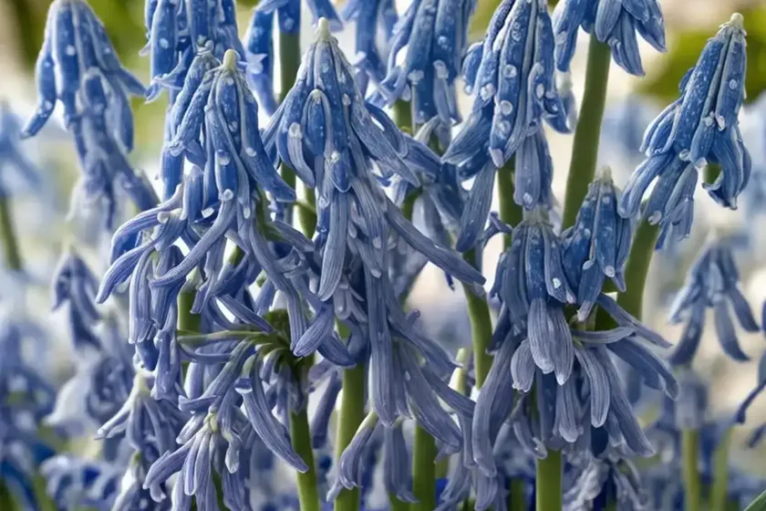Scilla siberica (siberian squill) — photo 2