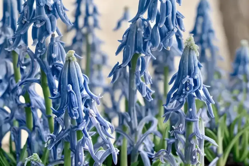 Scilla siberica (siberian squill) — photo 3