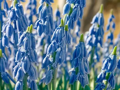Scilla Siberica (Siberian Squill)