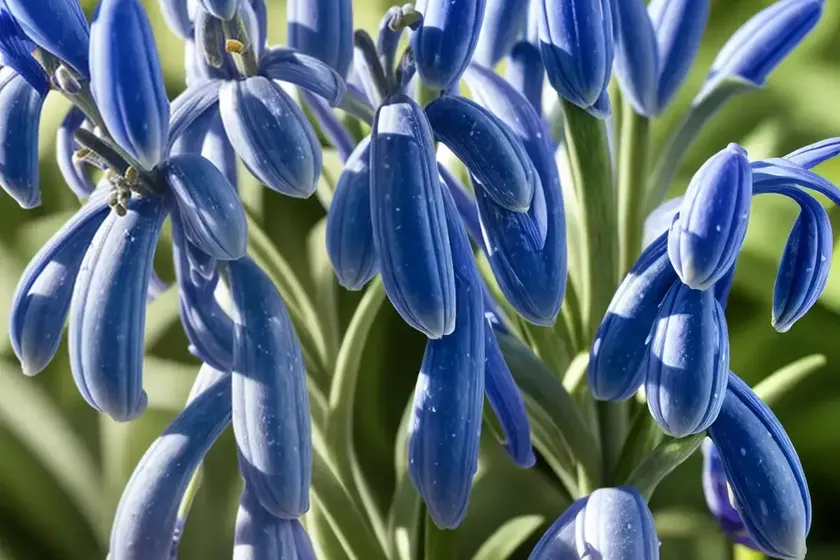 Scilla siberica ‘spring beauty’ (siberian squill) — photo 3