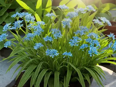 Scleria Latifolia (Scleria Latifolia)