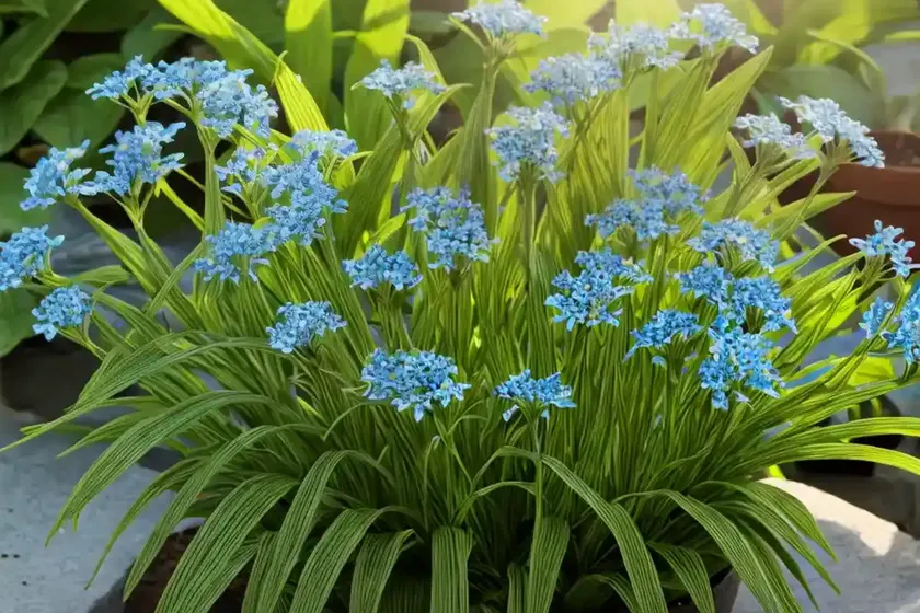 Scleria latifolia (scleria latifolia)