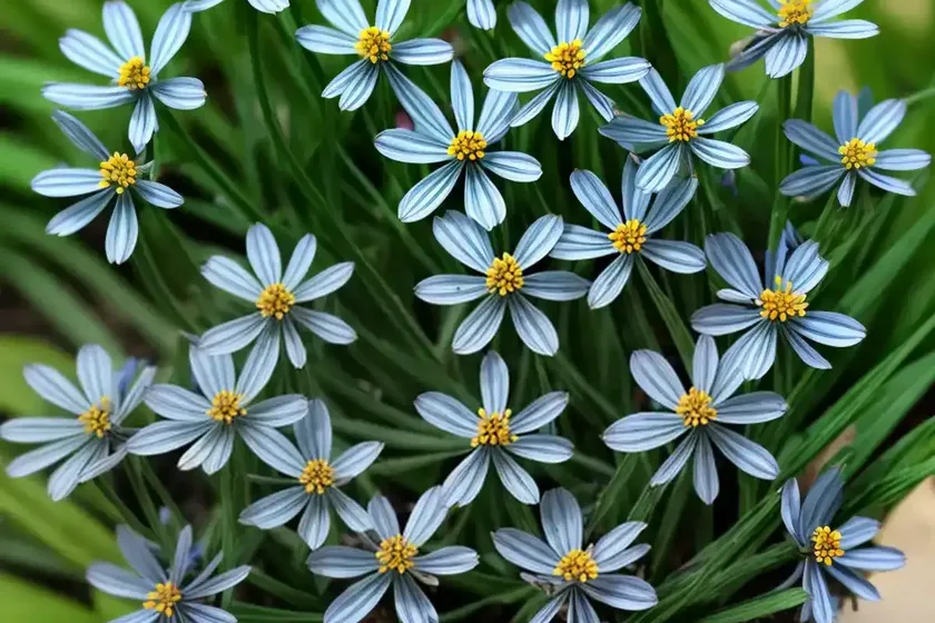 Scorpion grass (myosotis balbisiana) — photo 2
