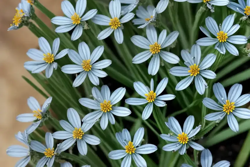 Scorpion grass (myosotis balbisiana) — photo 3