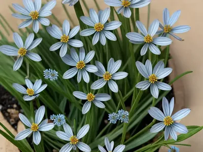 Scorpion Grass (Myosotis Balbisiana)
