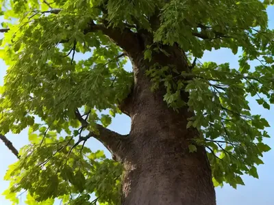 Scotch Elm (Ulmus Glabra ‘Camperdownii’)