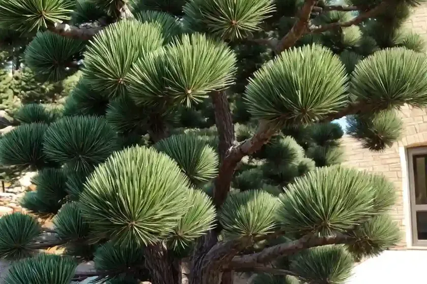 Scotch pine (pinus sylvestris) — photo 2