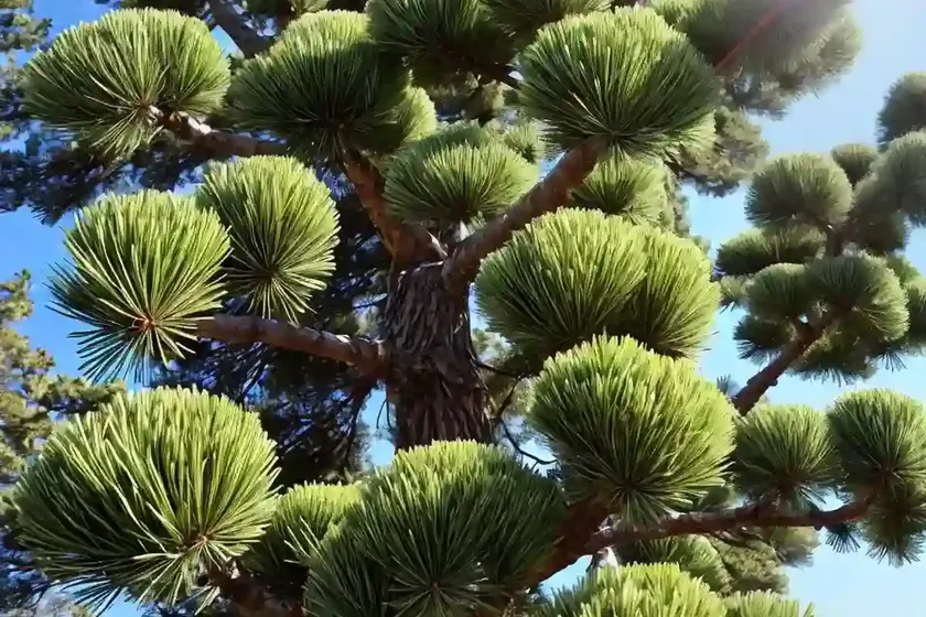 Scotch pine (pinus sylvestris) — photo 3