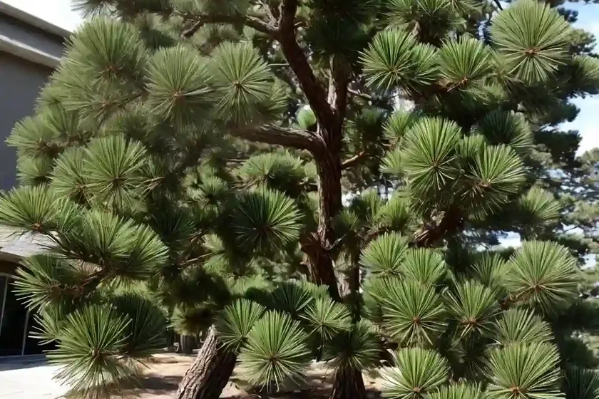 Scotch pine (pinus sylvestris)