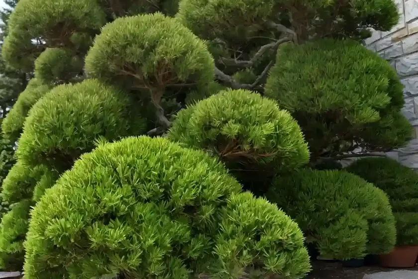 Scotch pine (pinus sylvestris ‘hillside creeper’) — photo 3
