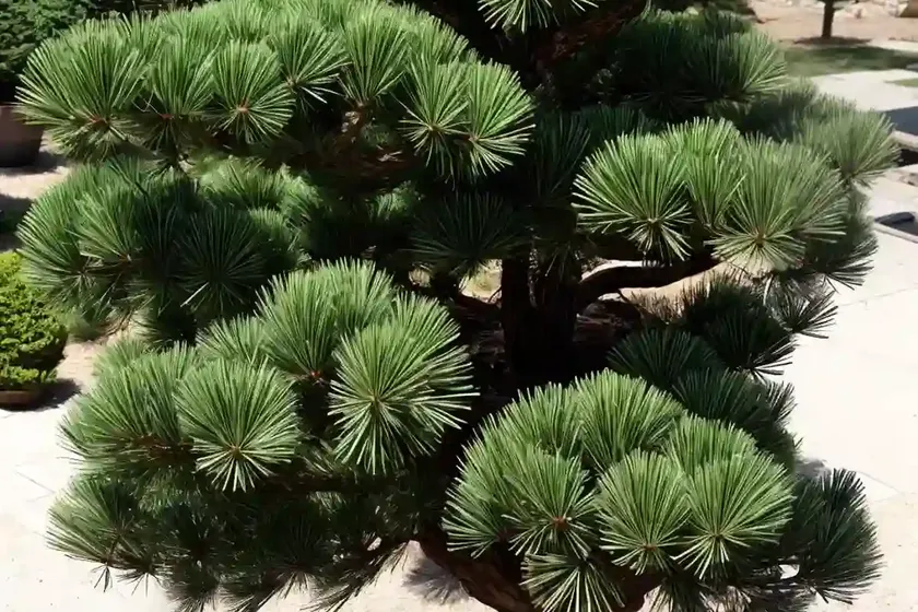 Scotch Pine (Pinus Sylvestris ‘Hindu-Pan’) — photo 3