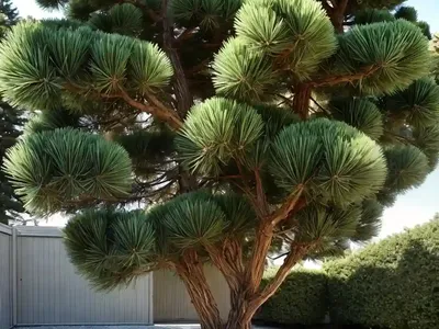 Scotch Pine (Pinus Sylvestris ‘Hindu-Pan’)