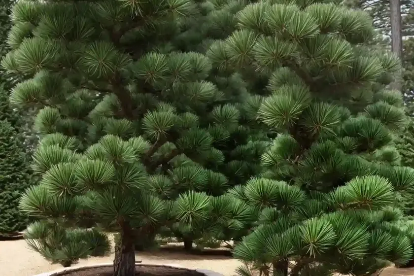 Scotch Pine (Pinus Sylvestris ‘Nana Compressa’) — photo 3