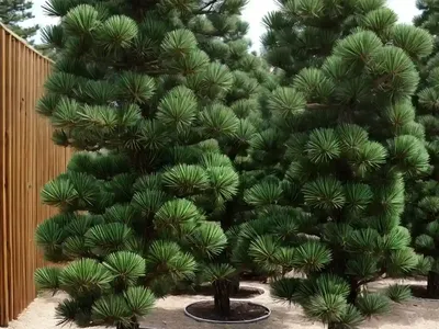 Scotch Pine (Pinus Sylvestris ‘Nana Compressa’)