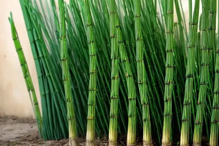 Scouringrush horsetail (equisetum hyemale) — photo 2