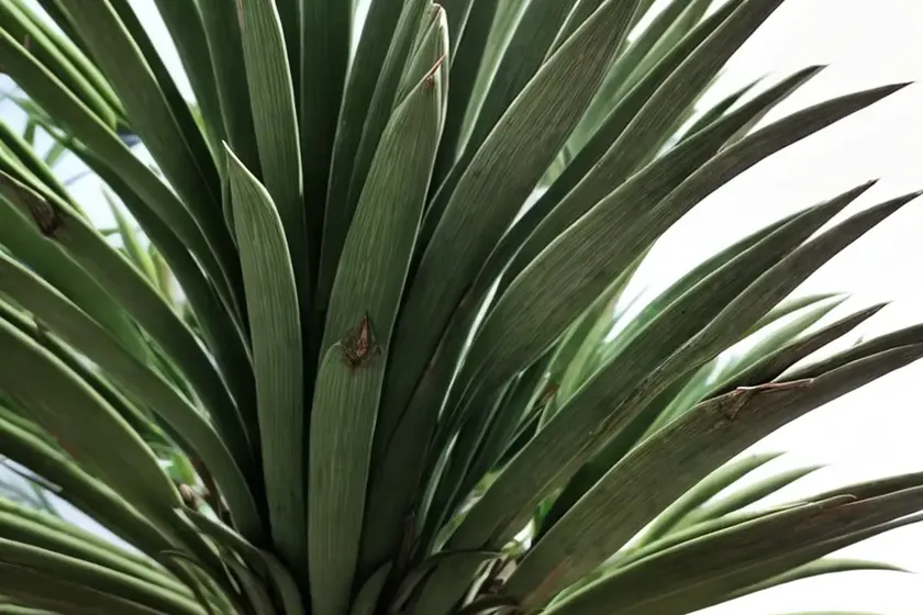 Screw pine (pandanus tectorius) — photo 2