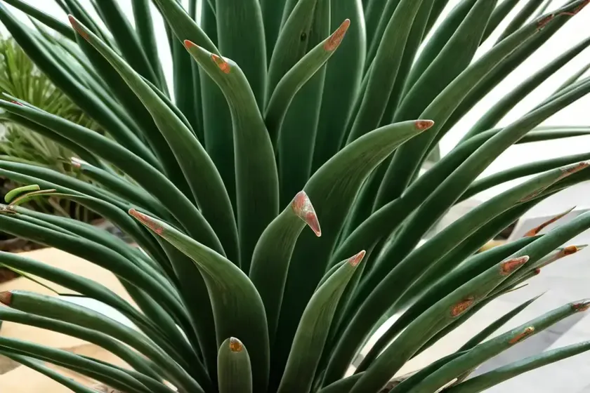 Screw pine (pandanus tectorius) — photo 3