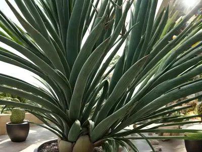 Screw Pine (Pandanus Tectorius)
