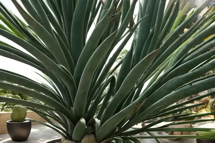 Screw pine (pandanus tectorius)