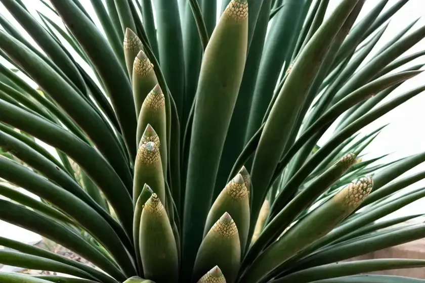 Screw pine (pandanus tectorius ‘veitchii’) — photo 3